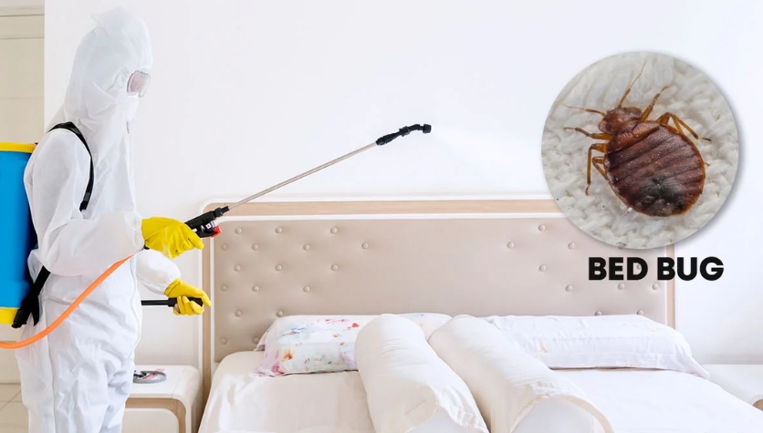 Bed Bug Treatment